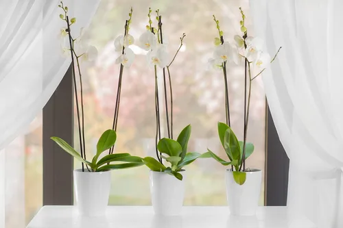 Vista 3 de DECOPOTS - Juego de 3 macetas de orquídeas de riego automático - Maceta absorbente para flores - Indicador de nivel de agua (juego de 3) - 4.9