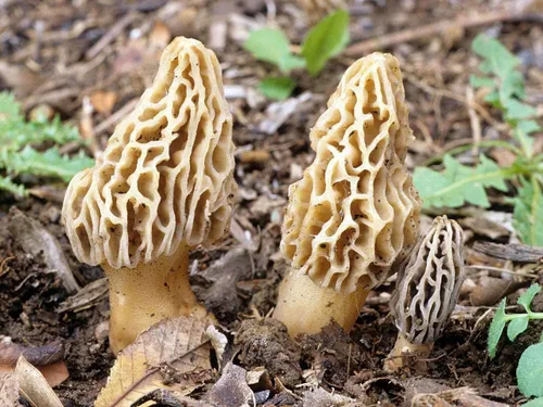 Vista 9 de Cultivo líquido de hongos/cabeza de oso (Hericium americanum)