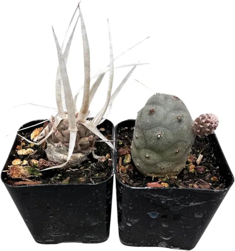 Vista 4 de Plantas suculentas vivas de USKC (juego de dos macetas de 2 pulgadas) (Anacampseros rufescens variegata)