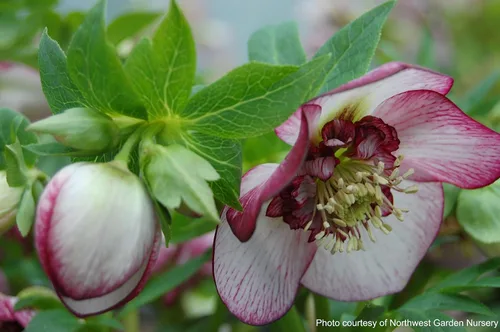 Vista 7 de Perennial Farm Marketplace Helleborus x Winter Jewels "Flor de Cerezo" (Rosa Cuaresmal) Perenne, 1 Quart, Flores Rojas