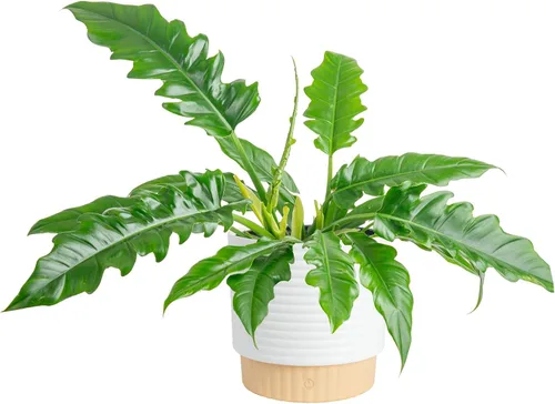 Vista 10 de Costa Farms - Planta interior, filodendro de hoja partida, monstera deliciosa Maceta decorativa