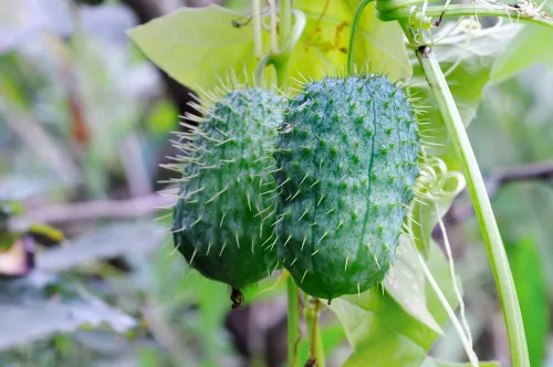 Vista 2 de Semillas de pepino silvestre para plantar (30 semillas) - Echinocystis lobata