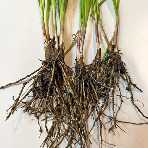 Vista 5 de Orgánicos 10 Plantas Ajo Cebollino Planta Viva Raíces Desnudas Hierba Perenne Resistente Jiu CAI Cebollino