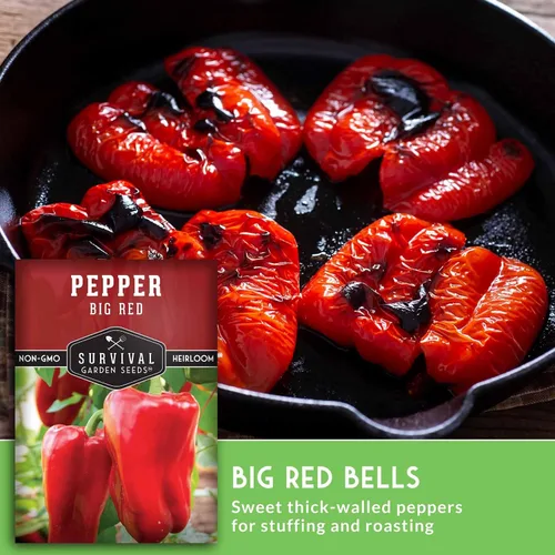 Vista 4 de Semillas de pimiento rojo grande para plantar Pimientos rojos tradicionales de pared gruesa – Polinizado abierto sin OMG – Semillas de jardín