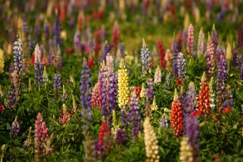 Vista 2 de Semillas Lupine Minarette Mezcla Enana Flores Perennes