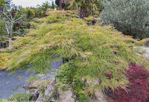 Vista 8 de 10 Upright Green LACELEAF Maple Japanese Seiryu Acer Palmatum Dissectum Viridis Tree Seeds