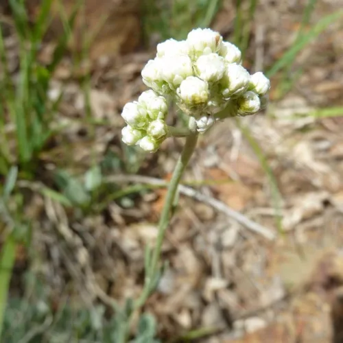 Vista 3 de Semillas perennes nacaradas (Anaphalis margaritacea) Paquete de 10 Semillas