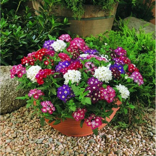Vista 4 de Semillas Flores Verbena Hybrid Mix - 125 Semillas