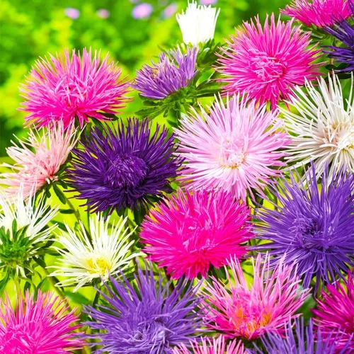 Vista 3 de Needle Aster Mix 200 semillas para plantar