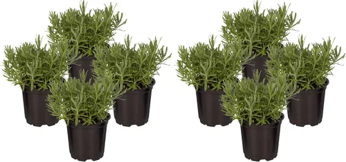 Vista 19 de Hierba aromática y comestible viva, lavanda (4 por paquete), potenciador natural del sueño, 6 pulgadas de alto por 4 pulgadas de ancho en 1 pinta