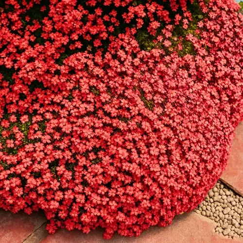 Vista 7 de Más de 5000 semillas de tomillo rastrero para plantar, semillas de timo mixtas perennes, semillas de timo sin OMG para jardín al aire libre