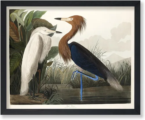 Vista 108 de Poster Master Póster vintage de James Audubon – Impresión retro de amargo americano – Arte de aves de América – Regalo para hombres, mujeres