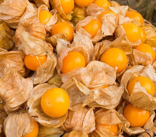 Vista 4 de Semillas de bayas gigantes de Poha - 100 semillas de esta popular baya de Hawái