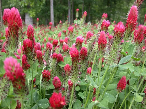 Vista 7 de TomorrowSeeds - Crimson Clover Seeds - 1 Pound - for 2025 Planting USA Garden Flower Italian Blood Red Clovers Winter Annual Cover Crop Non-GMO