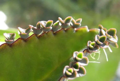 Vista 2 de Leopardo Madre de Miles Kalanchoe Daigremontiana Planta de cocodrilo FG