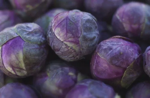 Vista 7 de Más de 100 semillas de coles de Bruselas Rosella Col - Vegetal Púrpura