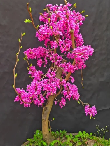 Vista 3 de 50 semillas de árbol Redbud Arbusto Cercis o Bonsái Rosa Púrpura Flor Semillas Raras