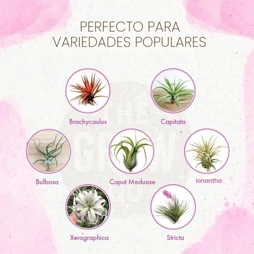 Vista 2 de Alimento orgánico listo para rociar para plantas de aire - Niebla fertilizante para uso semanal - Mejor para Tillandsia viva, bromelias y otras