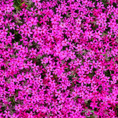 Vista 3 de Plantas Phlox Enanas Escarlatas, Planta viva Phlox Iniciadora, Bien Enraizada, Cubierta de Suelo Perenne, Juego de 2 Plantas