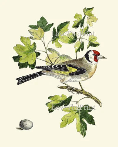 Vista 5 de LoveThePrint Beautfiul - Juego de 4 impresiones artísticas de pared de pájaros, bosque antiguo, al aire libre, naturaleza, ciencias naturales