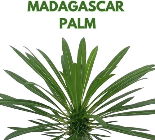 Vista 2 de BubbleBlooms Palmera de Madagascar, Pachypodium Lamerei, en maceta de 4 pulgadas