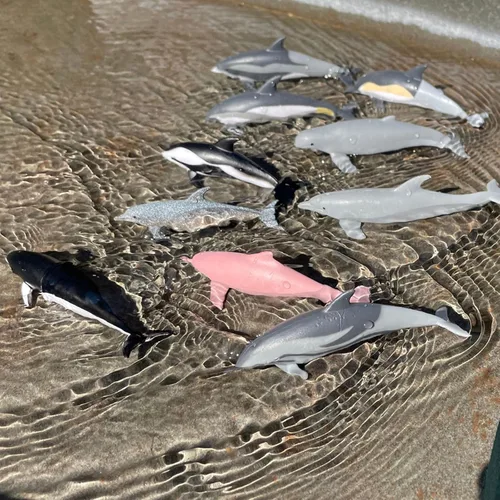 Vista 2 de Safari Ltd. Dolphin TOOB - 10 figuras de delfines en miniatura, juego de juguetes educativos para niños, niñas y niños a partir de 3 años