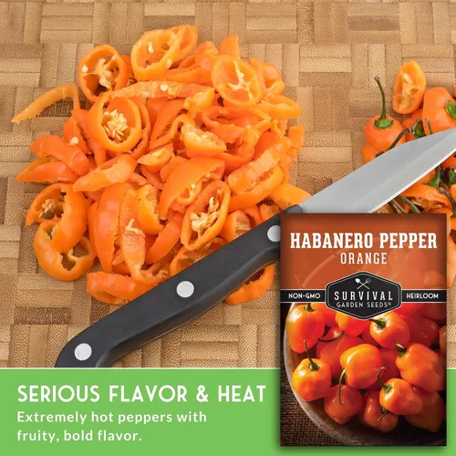 Vista 3 de Semillas de habanero naranja para plantar, pimiento picante afrutado con calor ardiente, variedad tradicional sin OMG para salsas y salsas, plantas