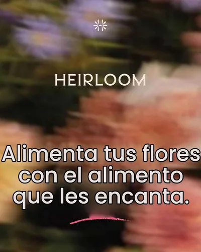 Vista 8 de Paquete de abono de menta y estiércol de vaca añejada por Heirloom Roses