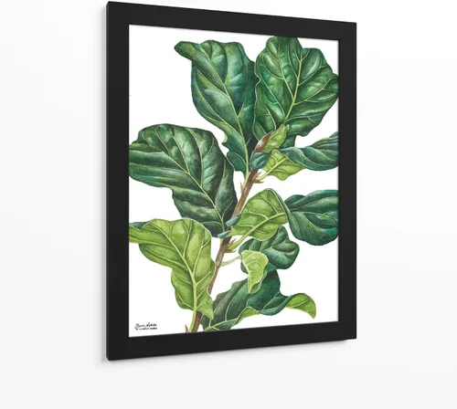 Vista 7 de Canvas Lab Lienzo decorativo para pared, Fiddle Ficus Lyrata del artista Blanca Aurora – Tamaño: 12 x 16 pulgadas – Tema: botánico, naturaleza