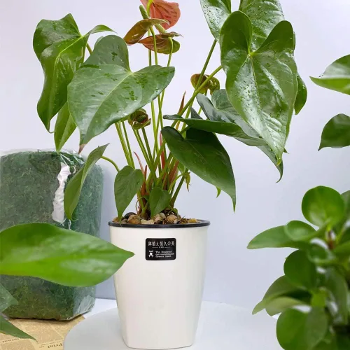 Vista 7 de OJYUDD - Juego de 8 maceteros de 4 pulgadas con autorriego de plástico con maceta interior, maceta de flores blanca, moderna y decorativa para todas