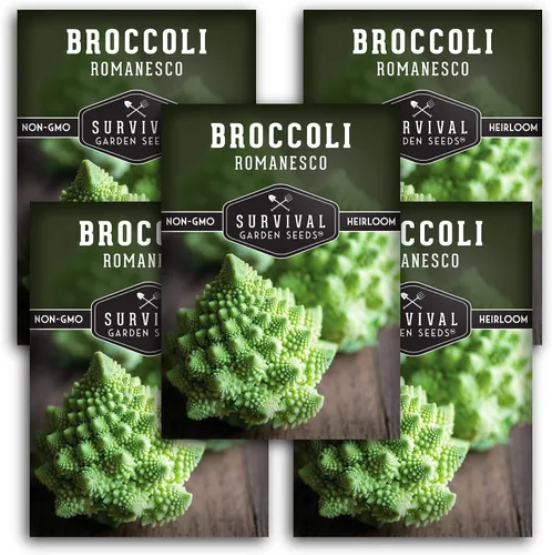 Vista 10 de Romanesco - Semillas de brócoli para plantar, vegetales exóticos italianos tradicionales con cabezas en espiral únicas, alto rendimiento, cultivo
