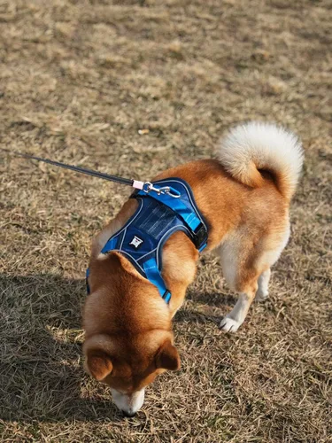 Vista 3 de Arnés para perro sin tirones, chaleco para mascotas, con 2 clips para correa, ajustable, reflectante, sin estrangulamiento, chaleco para perro