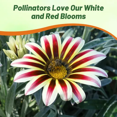 Vista 6 de Outsidepride Kiss White Frosty Flame Gazania Semillas para plantar, 25 piezas de semillas perennes, de bajo mantenimiento, tolerantes a la sequía