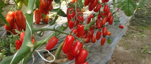 Vista 4 de Semillas Tomate en forma de pimiento indeterminado rojo largo vegetal reliquia sin OMG
