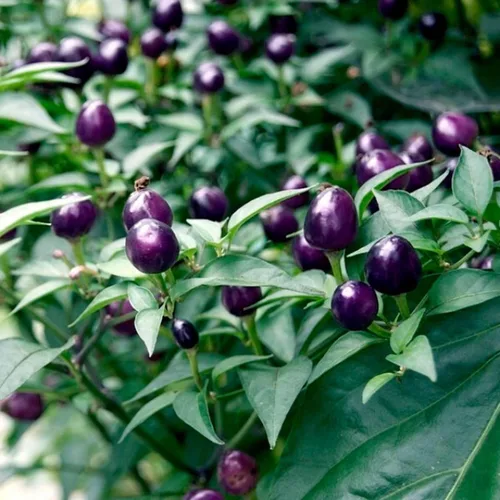Vista 3 de Semillas Ornamentales Púrpura Pimienta Heirloom Vegetal para Plantar