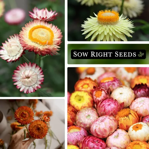 Vista 4 de Sow Right Seeds - Semillas altas de fresa mixta - Paquete de reliquia sin OMG con instrucciones para cultivar - Hermoso para plantar en tu jardín