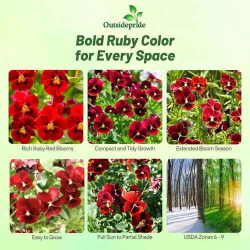 Vista 2 de Outsidepride Arkwright Ruby Viola - Semillas de pensamiento para plantar, 1000 unidades. Flores perennes, resistentes al frío y aptas