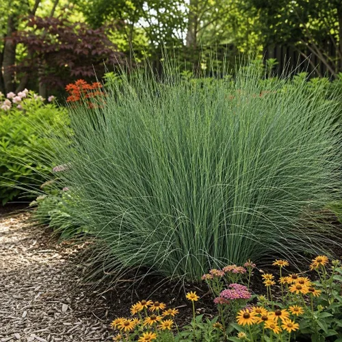 Vista 4 de Blue Arrows Rush Grass - Juncus Inflexus - 3 plantas vivas - Tolerante a la sequía de bajo mantenimiento