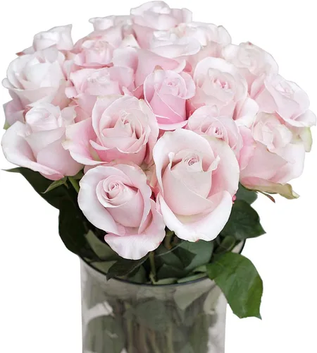 Vista 12 de Greenchoice Flowers - Rosas Rosa encendido