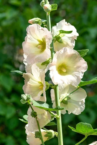 Vista 7 de 25 semillas de flores blancas de Alcea Rosea de Hollyhock PerennialComb S/H de Seedville