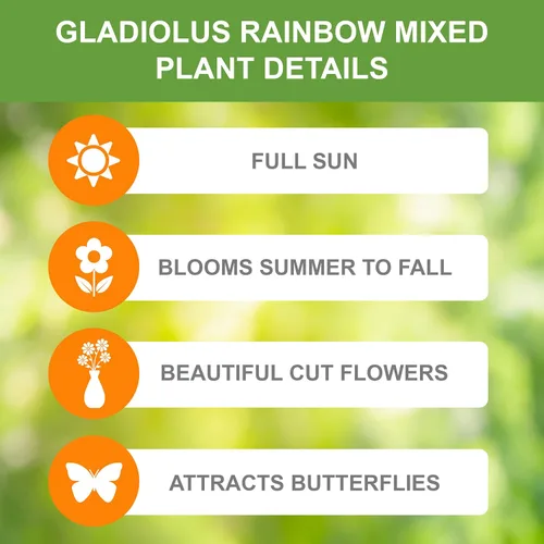 Vista 3 de Garden State Bulb Rainbow Mix Gladiolus Flower Bulbos para plantar, 10/4.7 in, primavera (bolsa de 25)