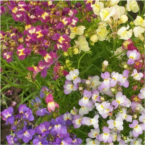Vista 2 de Seed Needs Fairy Bouquet Baby Snapdragon Seeds to Plant Flowers 1 Pack