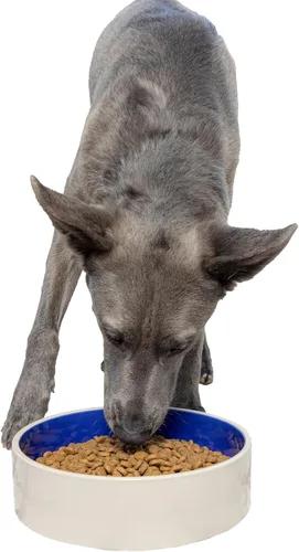 Vista 12 de SPOT Gres Cerámico - Cuenco para Mascotas para Gatos, Gatitos y Mini Perros, Cuenco de Cerámica Clásico Resistente Antideslizante para Alimentos