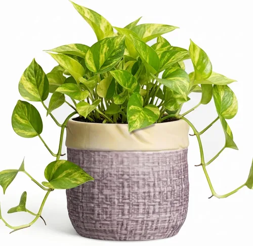 Vista 25 de Macetas de cerámica para plantas, maceta de 6 pulgadas para plantas suculentas de interior, macetas redondas con orificio de drenaje, macetas Azul