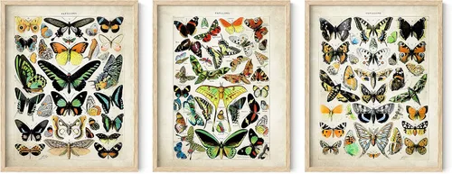 Vista 8 de HAUS AND HUES Juego de 3 pósteres vintage de mariposa, arte de pared, impresiones botánicas para estética de habitación, imágenes