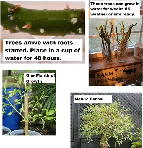 Vista 2 de Árbol de sauce bonsái – Corte de tronco grande y grueso – Toldo naturalmente redondo y simétrico – Planta de árbol bonsái vivo para interiores