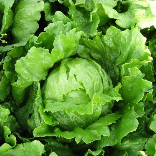 Vista 4 de Semillas Iceberg Lechuga Verde Crisphead Buttercrunch No GMO Heirloom