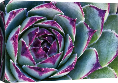 Vista 6 de SIGNFORD - Lienzo impreso en lienzo para pared, diseño de flores blancas en floreros de cristal, ilustraciones florales, estilo moderno, grupo