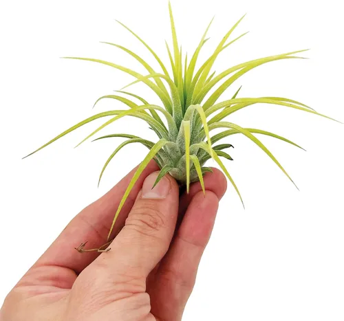 Vista 4 de ragnaroc Plantas de aire – Druida Tillandsia Ionantha, Regular 2-3 pulgadas – 3 ct – Llegada viva garantizada – Plantas de interior para decoración