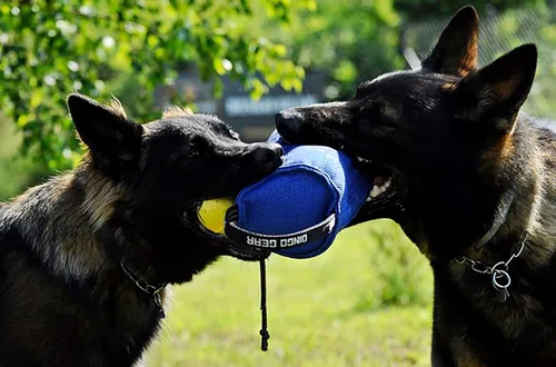 Vista 6 de Juguete de remolcador para perro fuerte, entrenamiento de mordida, IGP, diversión, lino francés, color azul caramelo Berta Dingo Gear S00097